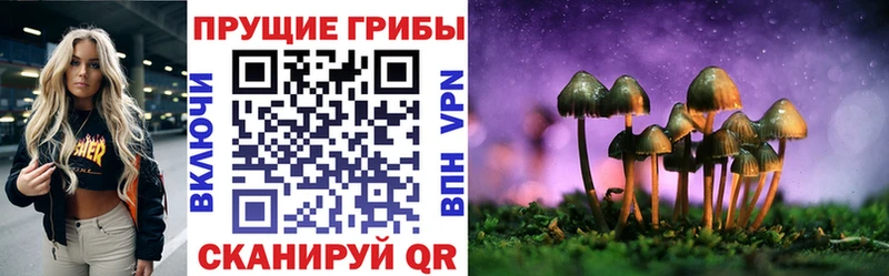Галлюциногенные грибы Psilocybine cubensis  Западная Двина 